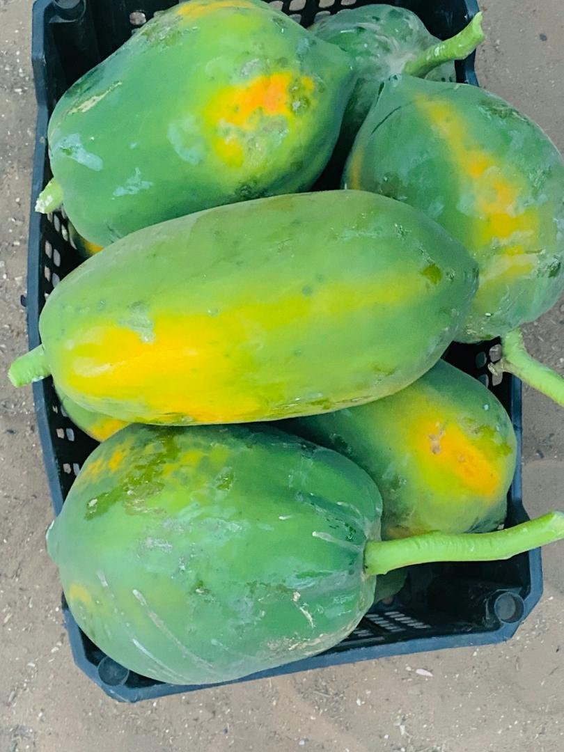 2026/03/1000410048.jpg Papaye Solo Extra-Fraîche (Diouf Production) – Image 1